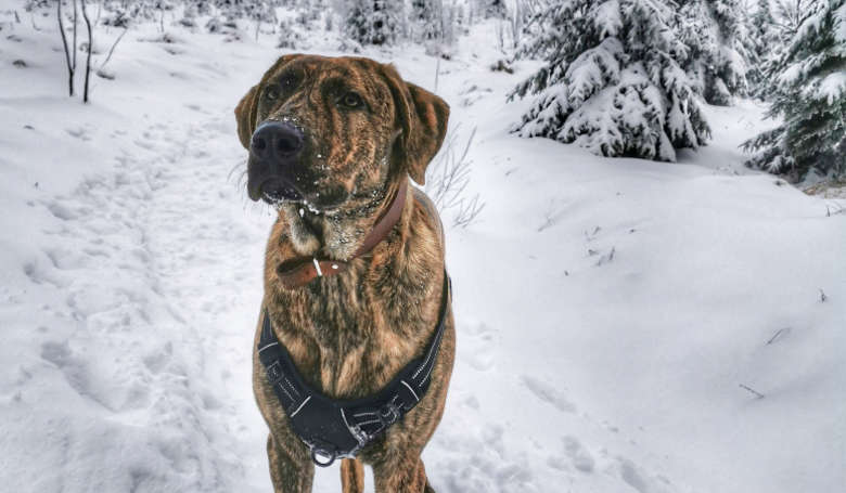 Winterwanderung mit Hund ARBERLAND