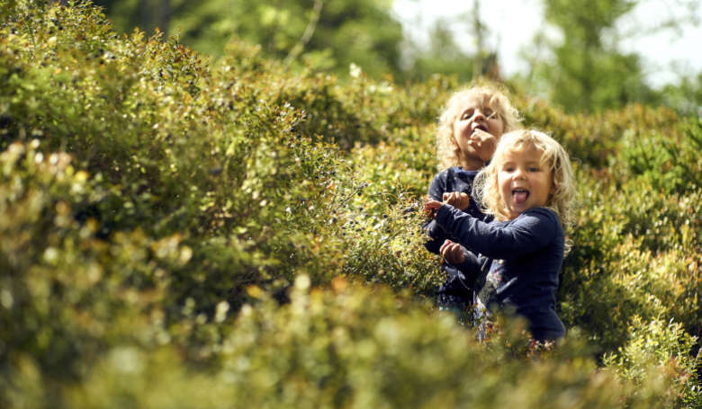 Kinder beim Heidelbeerenpflücken im ARBERLAND