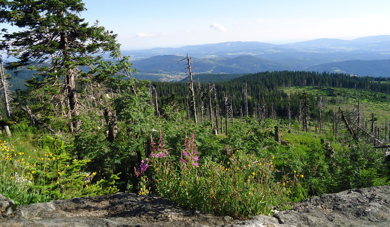 Ausblick ins ARBERLAND vom Kleinen Arber.