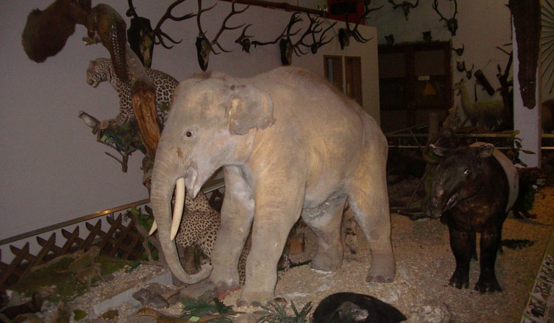 Tiermuseum Regenhütte 