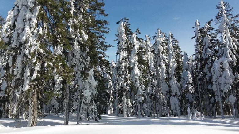 Winterwanderweg Langdorf