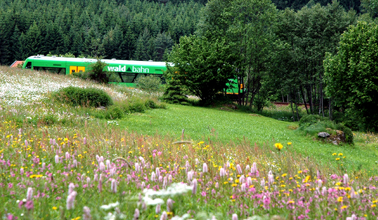 Waldbahn im Frühling