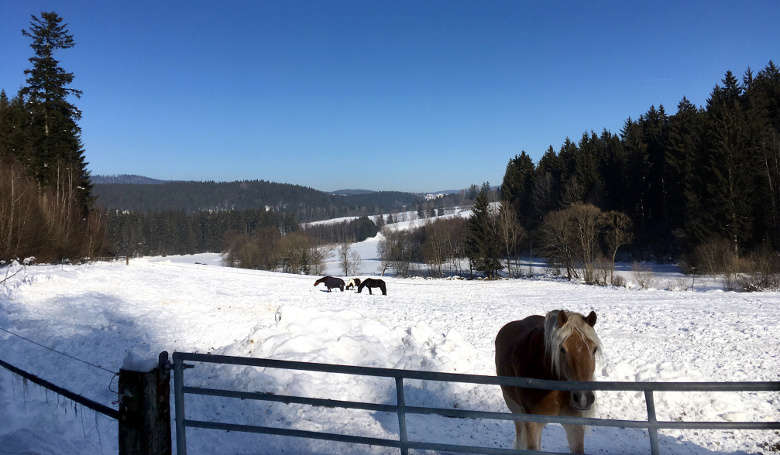 Pferdekoppel im Winter - Gut Tausendbachl.