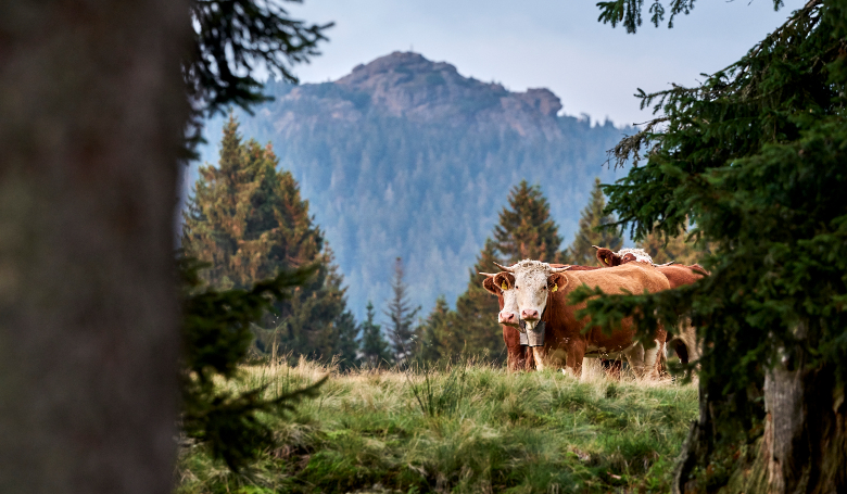 HEIMAT.gefühl am 