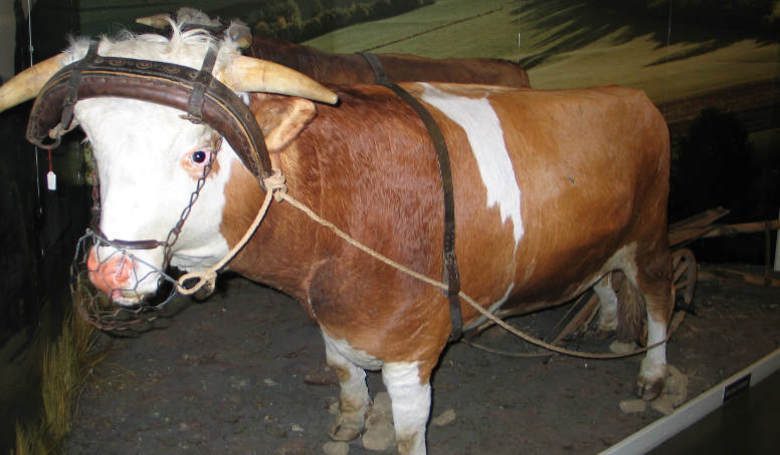 Niederbayerisches Landwirtschaftsmuseum Ochse mit Pflug