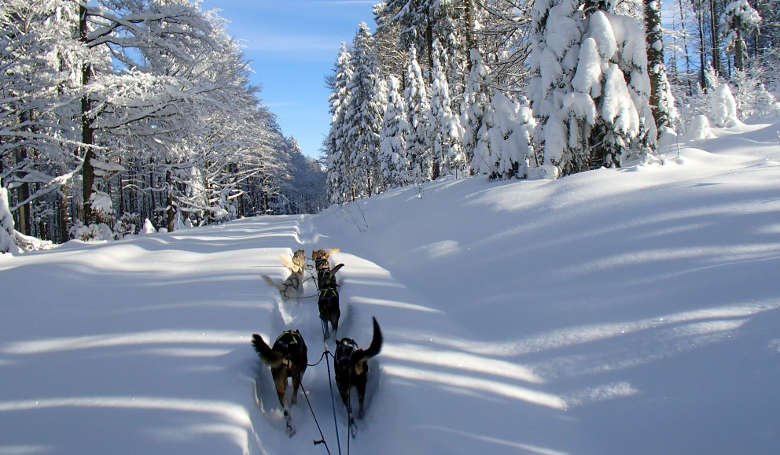 Hundeschlittenfahren mit Waldschrat Adventure Company