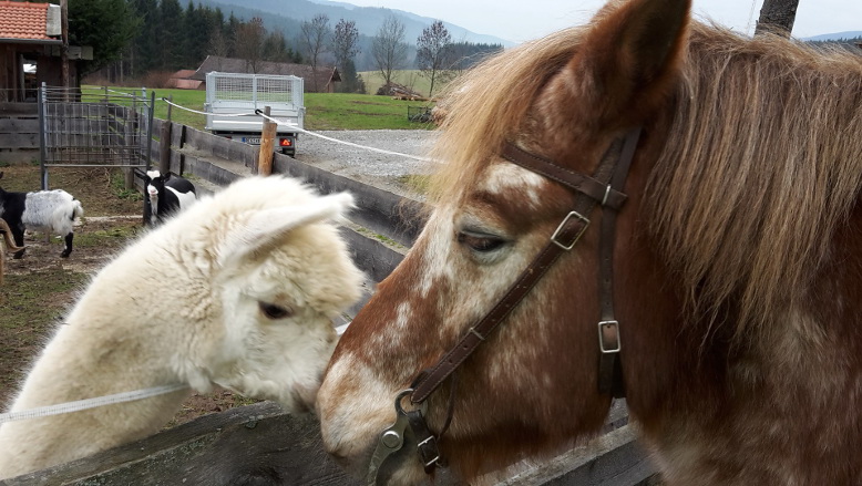 Alpaka mit Pferd Sternhof Bodenmais