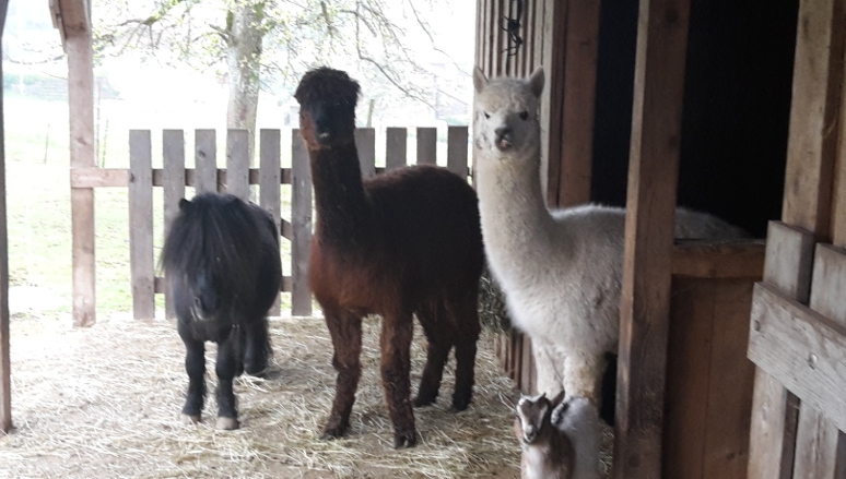 Alpaka mit Pony Sternhof Bodenmais