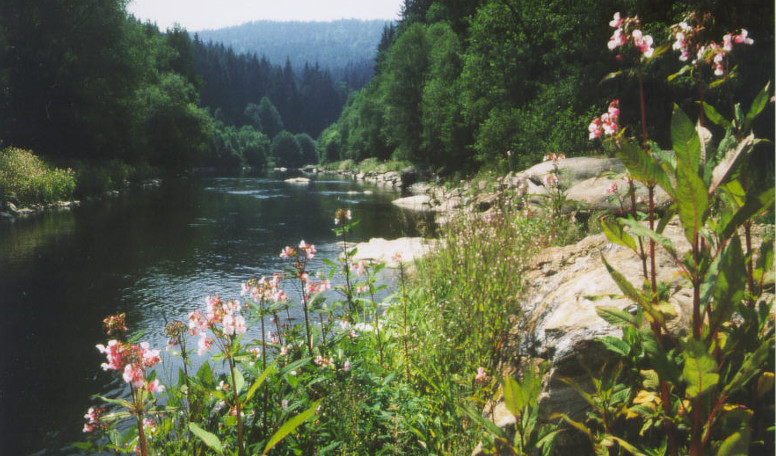 Flusslandschaft am Schwarzen Regen