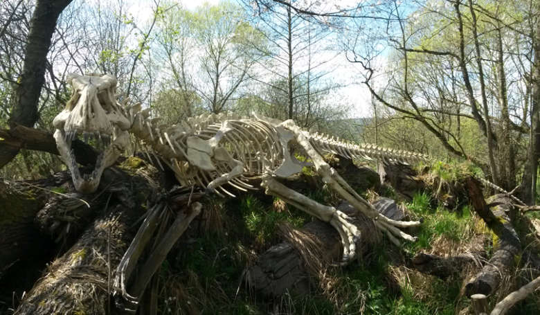 T-Rex-Skelett.