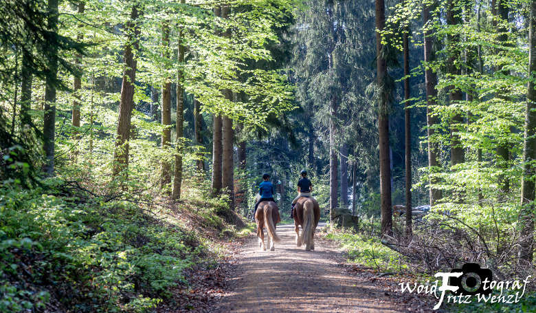 Unvergessliche Urlaubsmomente für Reiter und Pferd im ARBERLAND Bayerischer Wald
