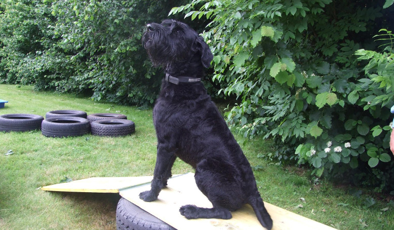 Urlaub mit Hund im ARBERLAND Pension Sonnleit'n