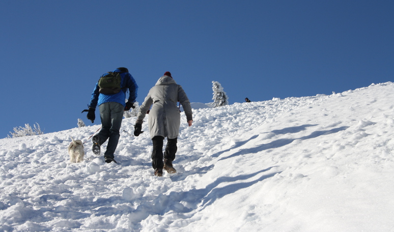 Winterwandern mit Hund am Großen Arber