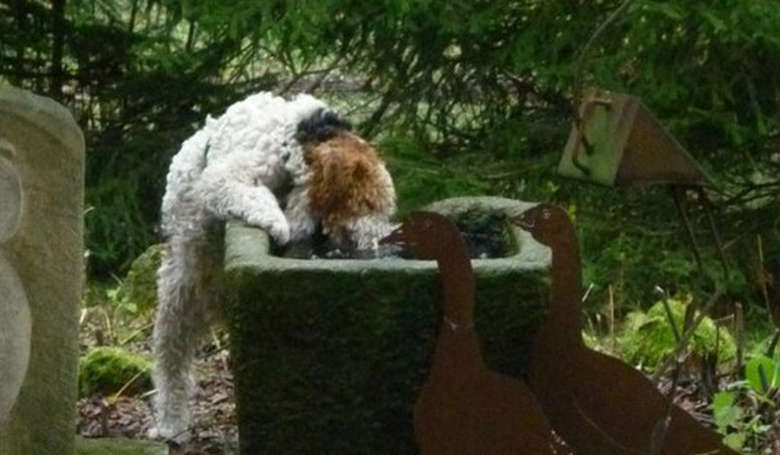 Hund trinkt aus Brunnen Waldferiendorf Dürrwies®