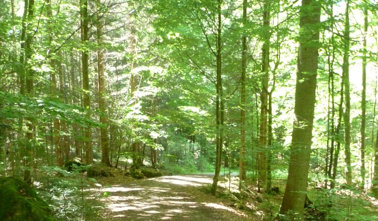 Waldweg - Rundwanderweg Ameise barrierearm