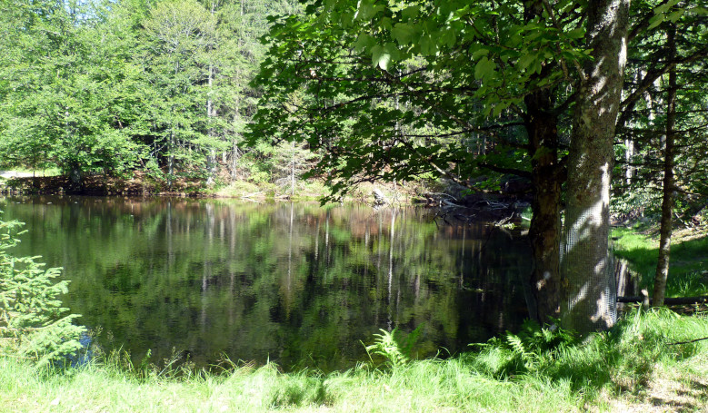 Weiher bei der Racheldiensthütte