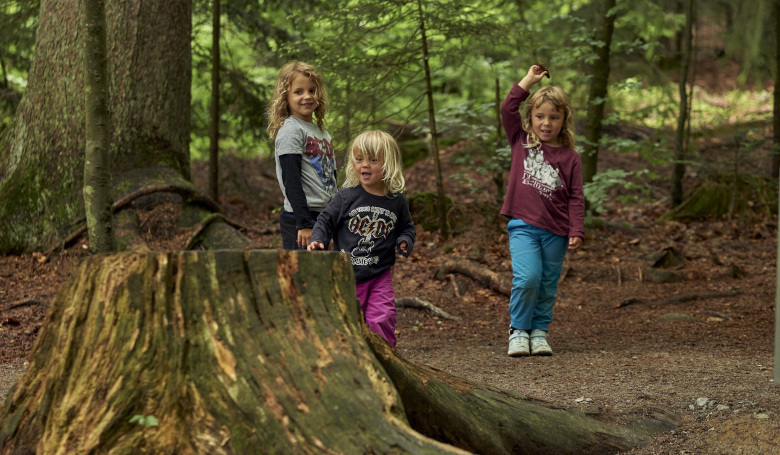 Die Ameisenstraße bei Bodenmais - ein Wanderweg für die ganze Familie.