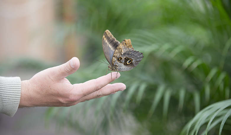 Die Welt der Schmetterlinge entdecken im Karlsbader Schmetterlinghaus