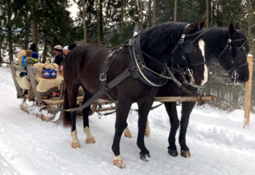 Pferdeschlittenfahrten in Lindberg