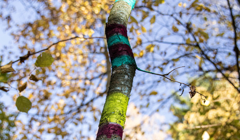 Kunstprojekt am Burgstall - bemalter Wald