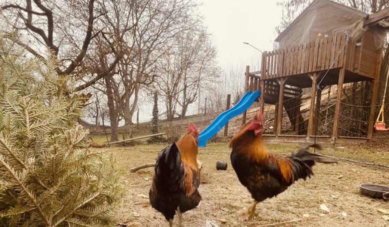 Die Hühner in der Freilandhaltung.