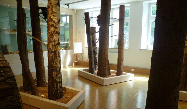 Ausstellung Wald im Waldmuseum