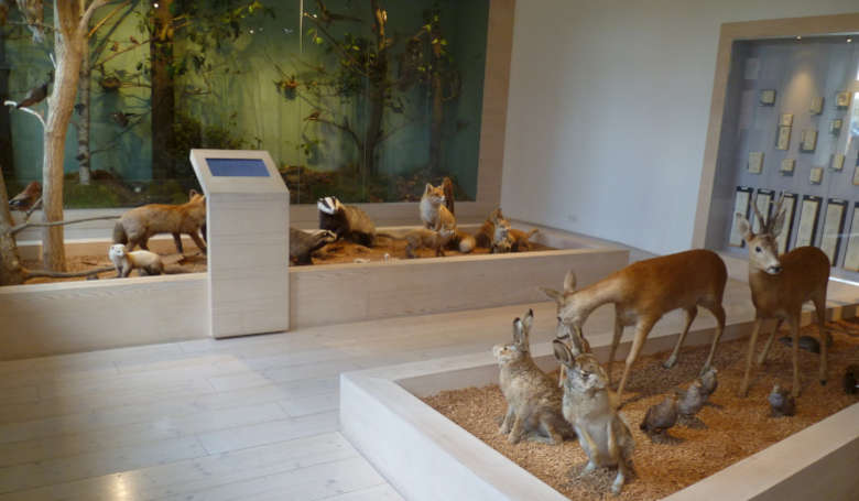 Ausstellung Tierwelt im Waldmuseum
