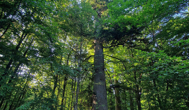 Waldhaustanne - älteste und dickste Tanne Deutschland