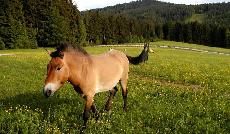 Haus zur Wildnis - Wildpferd