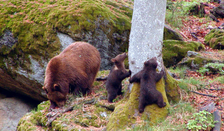 Bärenfamilie im Nationalpark Bayerischer Wald.