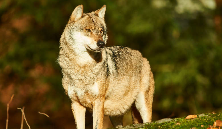 Wolf im Besucherzentrum des Nationalpark Bayerischer Wald