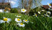 Gänseblümchen im Frühling - Bayerischer Wald