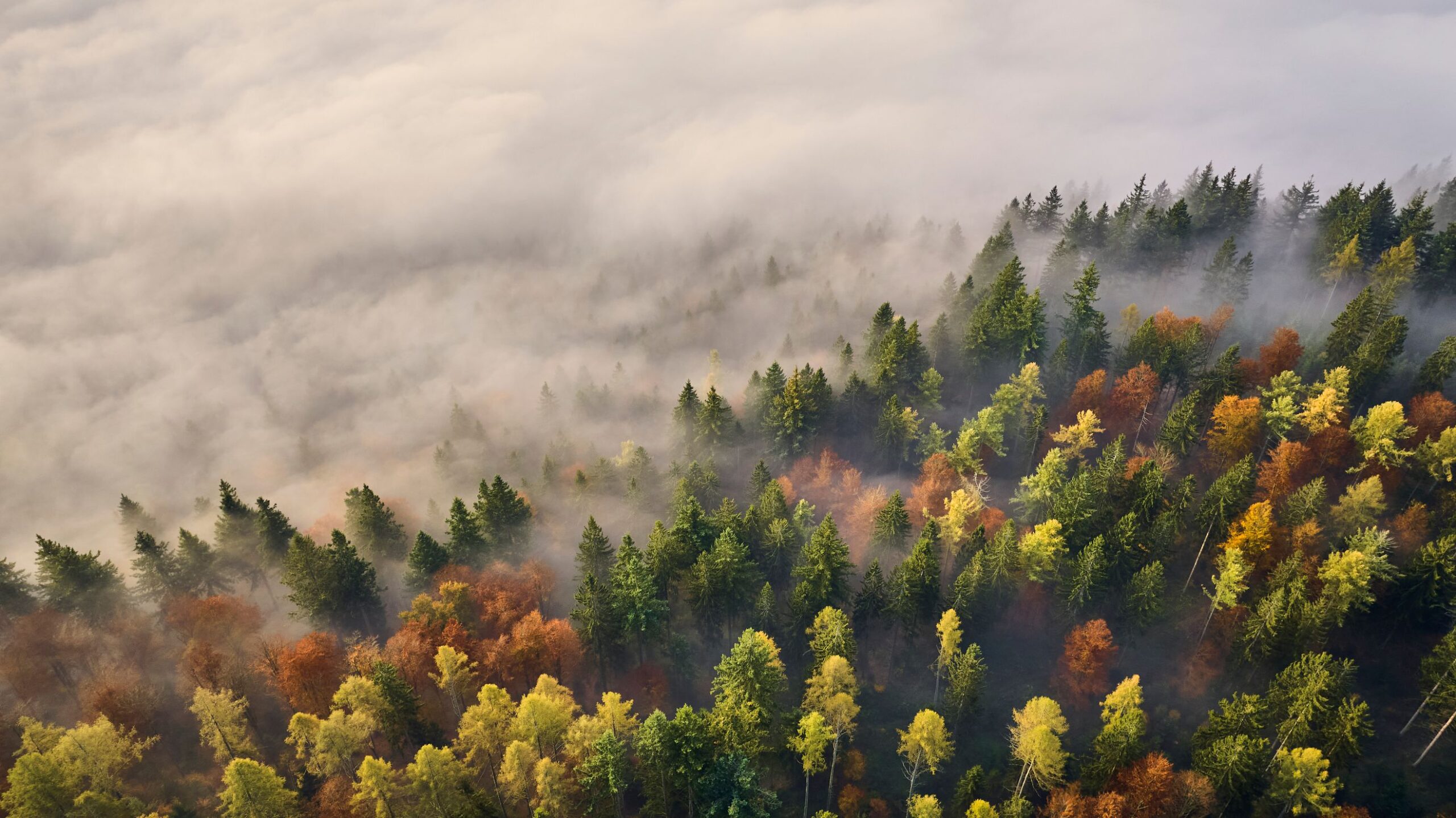 Blick auf den Herbstwald von oben mit Nebelmeer., © Woidlife Photografie Blick auf den Herbstwald von oben mit Nebelmeer.