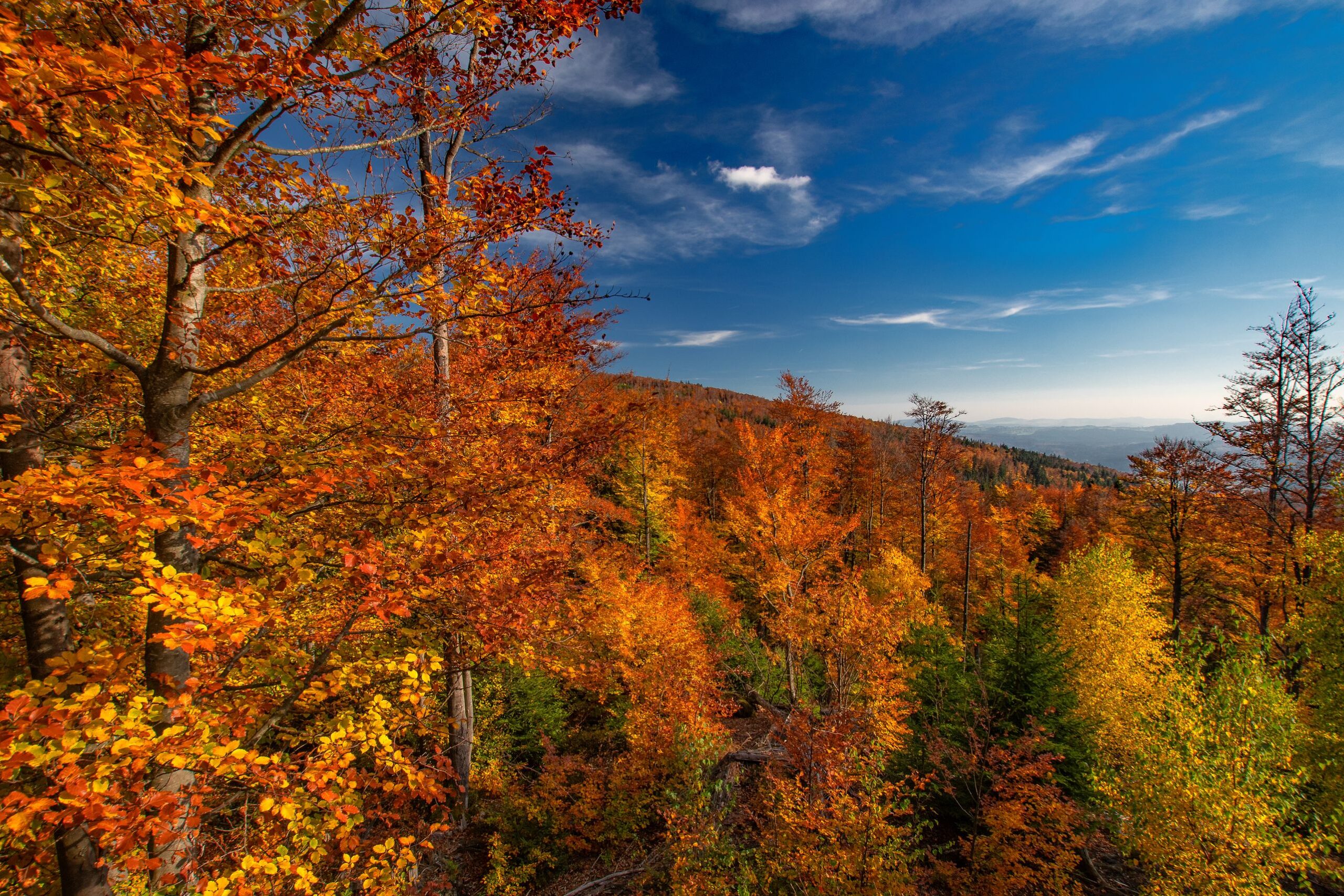 Rachel im Goldenen Herbst.