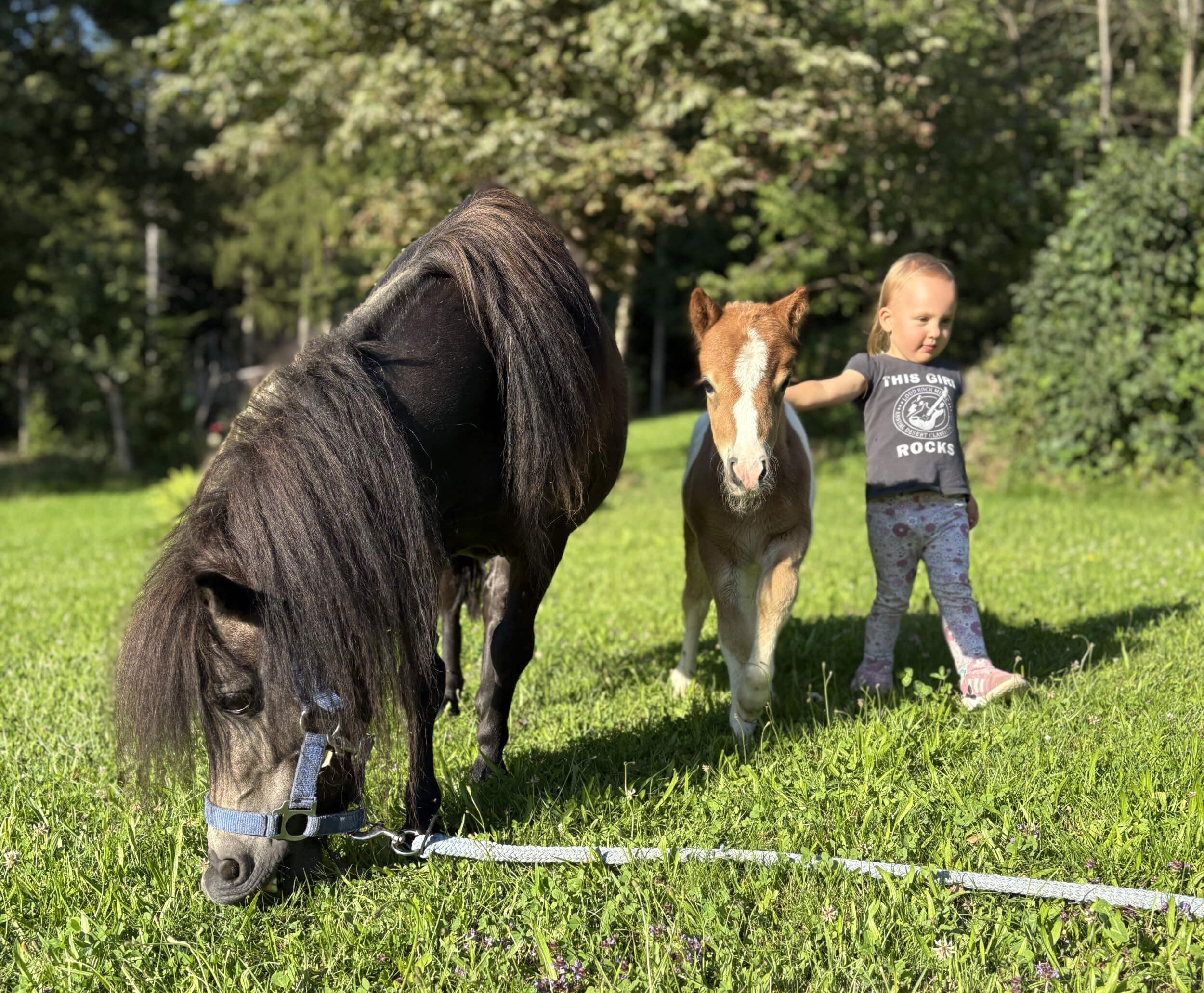 Streicheln, Reiten, Ausführen der Ponys - das alles erwartet Kinder auf dem Ferienhof Pauli-